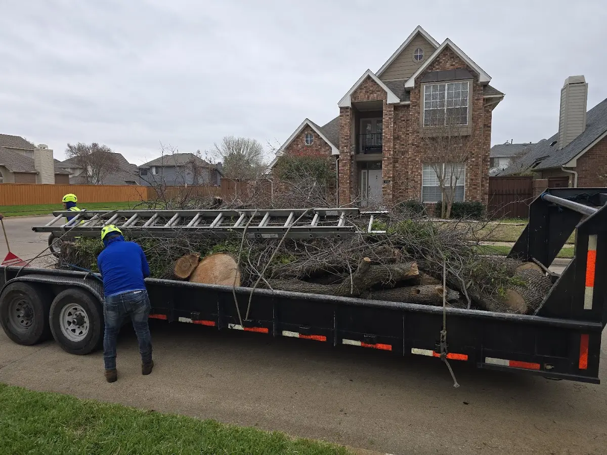 Expert Tree Removal with proper safety equipment in Avoca